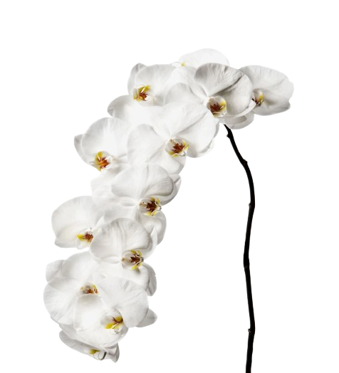 a picture of orchids